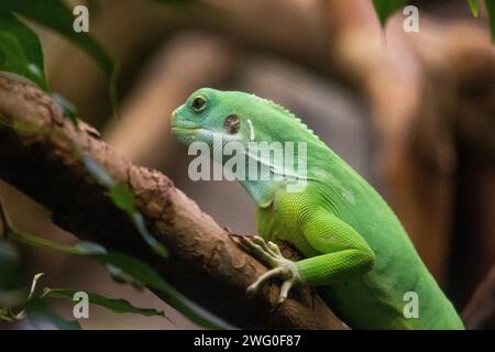Niederlande, Amsterdam am 22.09.2022. Tierfotografie im Artis Zoo in Amsterdam. Fotografie von Martin Bertrand. Pays-Bas, Amsterdam le 2022-09-22. Stockfoto