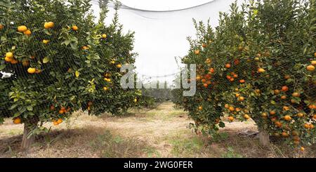 Banner Harvesting Orange Grove. Grüne Orangenbäume mit Reifen saftigen Früchten, bedeckt mit Anti Bird Netting Garden Protection. Stockfoto