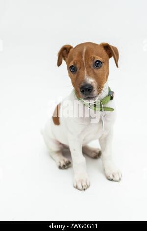Porträt des süßen kleinen Welpen von Kack Russell Terrier ruhig stehend und nach oben schauend isoliert über weißem Studiohintergrund. Bewegungskonzept, V Stockfoto