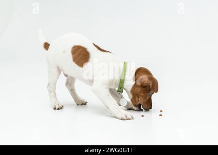 Ein Jack russell Terrier Welpe isst Nahrung oder trinkt Wasser aus einer Schüssel auf weißem Hintergrund. Niedliche und verspielte Haustiere. Impfungen und Vitamine für Hunde. p Stockfoto