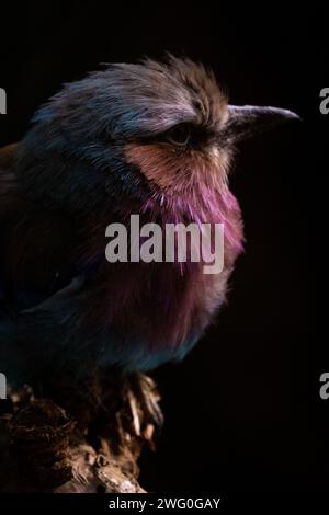 Niederlande, Amsterdam am 22.09.2022. Tierfotografie im Artis Zoo in Amsterdam. Fotografie von Martin Bertrand. Pays-Bas, Amsterdam le 2022-09-22. Stockfoto
