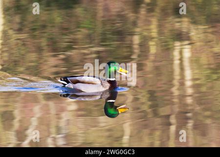 Eine einzelne männliche Stockente oder ein drake, Anas platyrhynchos, schwimmt entlang eines Sees, dessen Reflexion deutlich in den abstrakten Mustern auf dem Wasser gezeigt wird Stockfoto