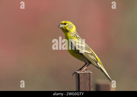 Vogel Europäischer Serin Serinus serinus auf dem Baum, Polen Europa Stockfoto