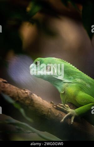 Niederlande, Amsterdam am 22.09.2022. Tierfotografie im Artis Zoo in Amsterdam. Fotografie von Martin Bertrand. Pays-Bas, Amsterdam le 2022-09-22. Stockfoto