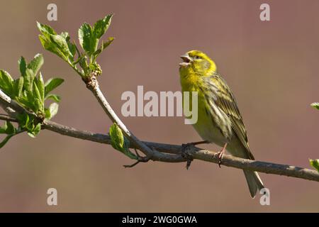 Vogel Europäischer Serin Serinus serinus auf dem Baum, Polen Europa Stockfoto