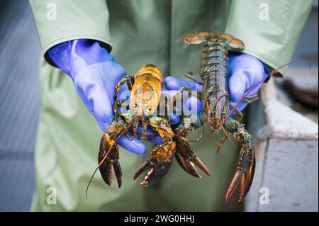 Ein Fischer zeigt zwei Hummer, die kürzlich in Prince Edward Island gefangen wurden Stockfoto