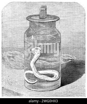 Junge Python in den Gärten der Zoologischen Gesellschaft, 1862. "Daß die Keime des Lebens in [die Eier] eingeschleust wurden und daß alles zufriedenstellend bis zum fünfzehnten Tag nach Beginn der Inkubation weiterging, ist bekannt aus der Untersuchung eines von ihnen zu jener Zeit und aus der zufriedenstellenden Entdeckung einer lebenden Embryonenpython in ihrem Inneren. Unsere Gravur stellt dieses kleine Tier dar, das jetzt sorgfältig in Geistern aufbewahrt wird... ob die anderen Eier wahrscheinlich im Laufe der Zeit geschlüpft werden, ist, glauben wir, noch etwas unsicher. Es sind nur ein oder zwei Instanzen aufgetreten, in denen ein Datensatz b enthält Stockfoto