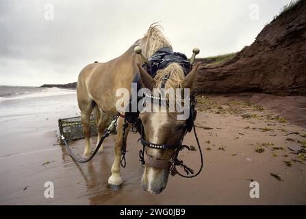 Ein müdes Pferd macht bei der Ernte von irischem Moos (Chondrus crispus) auf Prince Edward Island (Kanada) eine Pause. Stockfoto