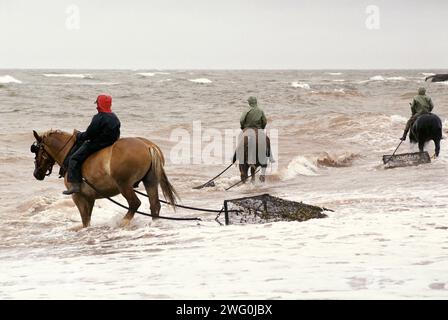 Drei Männer reiten auf Pferden in den stürmischen Wellen und ernten irisches Moos (Chondrus crispus) am Nordkap von Prince Edward Island, Kanada. Stockfoto