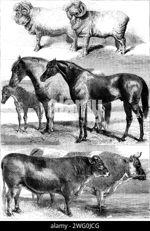 Preise für Tiere aus der Ausstellung der Royal Agricultural Society im Battersea Park, 1862. "...sächsische MerinoWidder... einer von ihnen wurde von Herrn Heinrich Adolph Steiger aus Leutewitz und Lothayn bei Meissen gezüchtet... die Wolle ist sehr gleichmäßig über das gesamte Vlies gewachsen und von großer Stärke... der Goldmedaillengewinner (der in der Gravur seinen Kopf höher hält)... wurde von Carl August G&#xe4;degast aus Thal bei Oschatz gezüchtet. Darunter befindet sich Ellington, der Gewinner des Derbys von 1856... dieses dunkelbraune ist Eigentum von Mr. Henry Phillips... er bietet fair, wenn ein paar weitere Aktien herauskommen, um einer von t zu werden Stockfoto