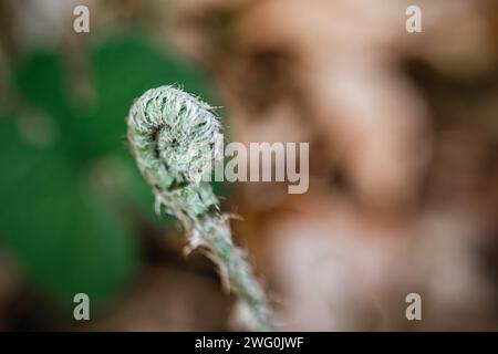 Ein einziger gekräuselter Farn an einem Frühlingstag Stockfoto