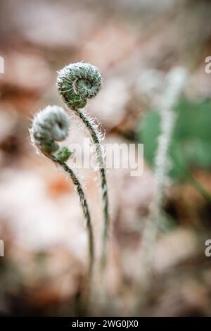 Nahaufnahme von neuem Farnablockern während des Frühlingstages Stockfoto