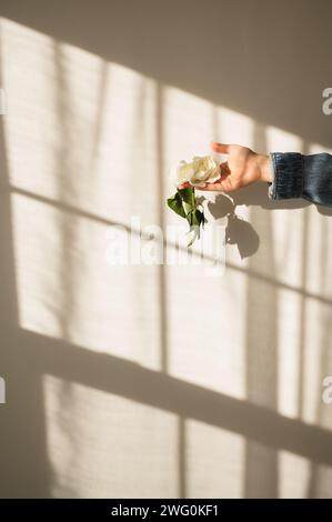 Weibliche Hand, die Rosenblume mit Fensterspiegelung an der Wand hält Stockfoto