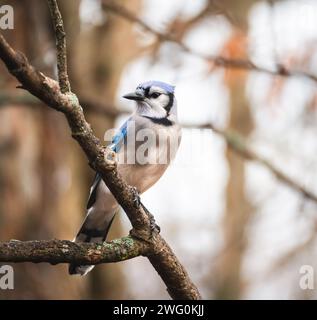 Nahaufnahme eines blauen jay Vogels, der auf einem Ast im Wald sitzt. Stockfoto