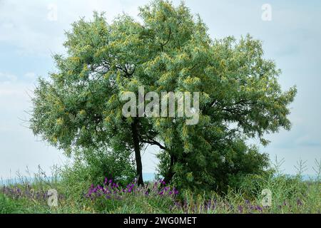 Russische Oliven (Elaeagnus angustifolia angustifolia) blühen an der Küste des Nordschwarzmeers, mit Vegetation bewachsener Düne. Krim aride Steppenzone. Goldener flo mit Honigduft Stockfoto