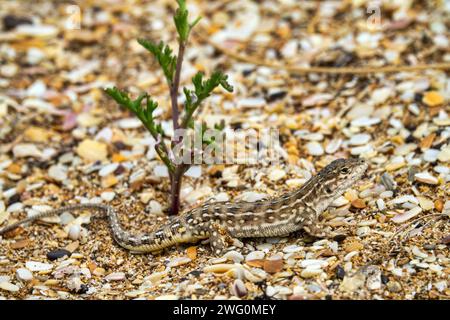 Desert lacerta (Eremias arguta deserti) liegt auf einem Sandschalen-Strand vor dem Hintergrund der Meeresrakete (Cakile maritima), einer vegetarischen Küstendüne Stockfoto