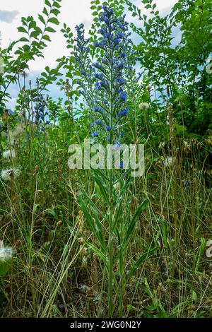 Der Schlangenschleuder (Echium vulgare) blüht am Rande eines verlassenen Weinbergs. Ausläufer der Krim-Berge Stockfoto