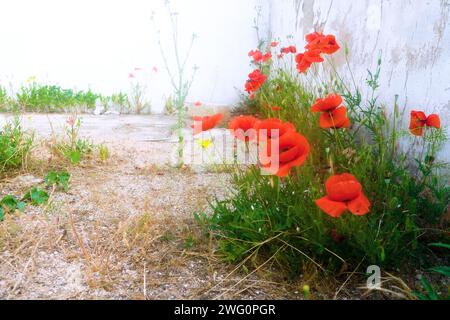 Mohnblumen in einem im Süden vernachlässigten Garten. Roter Mohn (Papaver rhoeas) Stockfoto