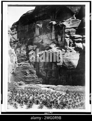 Maisfelder von CA&#xf1;auf del Muerto, 1906, 1907. Navajo Indianermaisfeld, Klippen im Hintergrund. Stockfoto