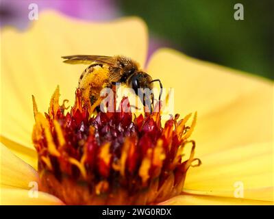 Makrobiene der Gattung Andrena ernährt sich von gelben Dahlien und sieht aus dem Profil mit vielen Pollen Stockfoto