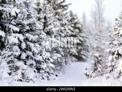 Ein schneebedeckter Pfad schlängelt sich durch einen frostbedeckten Kiefernwald mit schneeglitzernden Bäumen Stockfoto