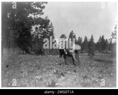 Der Piyake-Sammler, 1910. Frau in langem Kleid und Bandana beugte sich über das Sammeln von Piyake (Wurzeln) mit Handsense, Lederkorb an der Taille, Bäume im Hintergrund. Stockfoto