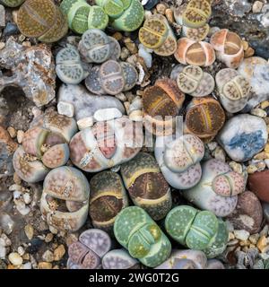 Bunte Lithops - lebendiger Stein - Kieselpflanze in Singapur. Stockfoto