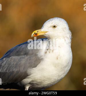 Die Hering Gull ist eines der größeren Mitglieder der Gull-Familie. Ihr markanter und kräftiger Schnabel ist gelb mit einem roten Punkt auf dem unteren Schein. Stockfoto