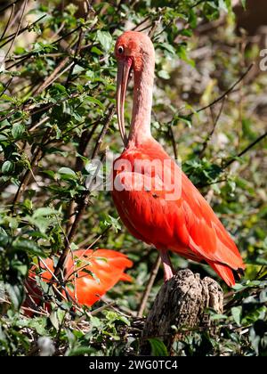 Close up Scarlet ibis (Eudocimus ruber), der in einem Baum zwischen Blättern thront und vom Profil aus gesehen wird Stockfoto