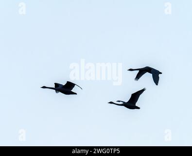 Whooper Swan; Cygnus cygnus fliegt über die Nene Washes, Cambridgeshire, Großbritannien. Stockfoto