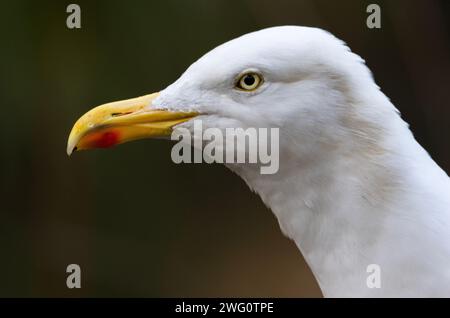 Die Hering Gull ist eines der größeren Mitglieder der Gull-Familie. Ihr markanter und kräftiger Schnabel ist gelb mit einem roten Punkt auf dem unteren Schein. Stockfoto