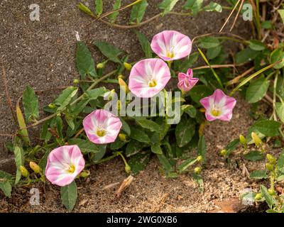 Feldweed, Convolvulus arvensis, mit rosa und weißen Blüten in den Dünen in Zeeland, Niederlande Stockfoto