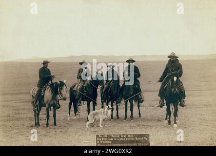 Cowboys nehmen einen grauen Wolf auf "Round Up", 1887 in Wyoming auf. Fünf Cowboys auf Pferden, die einen Wolf schnappen. Stockfoto