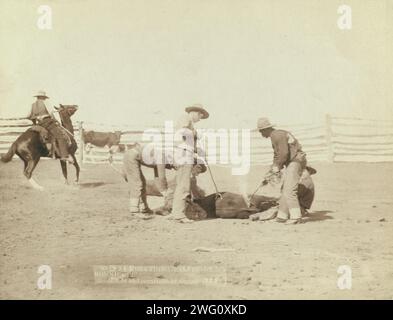 Branding von Kälbern bei der Zusammenfassung, 1888. Cowboys, die ein Kalb in einem umzäunten Bereich brandmarken. Stockfoto