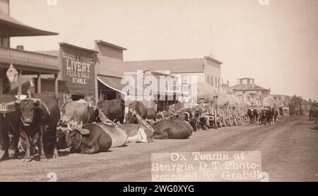 OX-Teams in Sturgis, DT, zwischen 1887 und 1892. Linie von Ochsen und Wagen entlang der Hauptstraße. Stockfoto