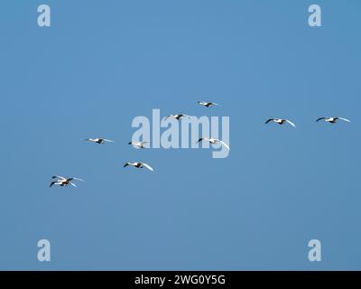 Whooper Swan; Cygnus cygnus fliegt über Ackerland bei den Nene Washes, Cambridgeshire, Großbritannien. Stockfoto