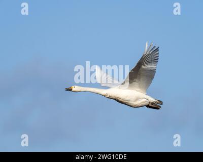 Whooper Swan; Cygnus cygnus fliegt über Ackerland bei den Nene Washes, Cambridgeshire, Großbritannien. Stockfoto