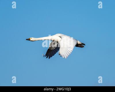 Whooper Swan; Cygnus cygnus fliegt über Ackerland bei den Nene Washes, Cambridgeshire, Großbritannien. Stockfoto