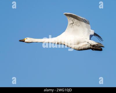 Whooper Swan; Cygnus cygnus fliegt über Ackerland bei den Nene Washes, Cambridgeshire, Großbritannien. Stockfoto