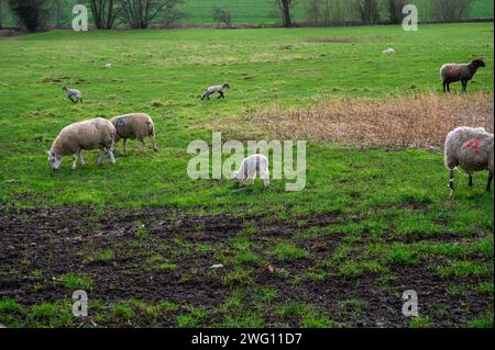 Lämmer und Schafe auf einem Feld an einem kalten und nassen Januartag. Stockfoto