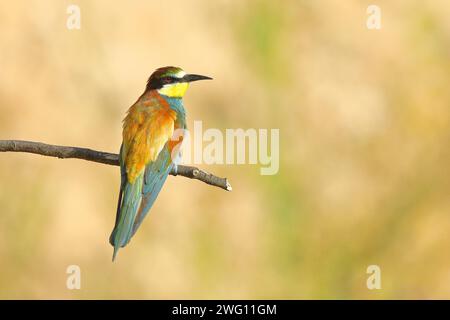 Bienenfresser (Merops apiaster) auf einem Ast sitzend, dorsale Ansicht, Rheinland-Pfalz, Deutschland Stockfoto