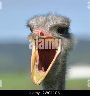 Strauß (Struthio camelus), Porträt, mit weit geöffnetem Schnabel, gefangen, Deutschland Stockfoto