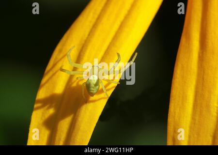 Goldene Krabbenspinne (Misumena vatia), gut getarnt auf einer Blume der gelben Johannisblume (Echinacea paradoxa), Wilnsdorf, Norden Stockfoto