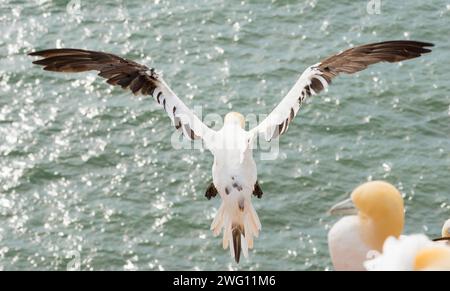 Nördlicher Tölpel (Morus bassanus) (Synonym: Sula bassana), noch nicht farbige Jungfliegen mit ausgebreiteten Flügeln über dem Meer, glitzerndes Wasser, Blick von Stockfoto