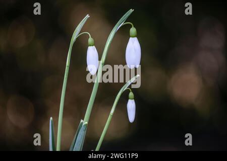 Snowdrop (Galanthus nivalis Magnet), Emsland, Niedersachsen, Deutschland Stockfoto