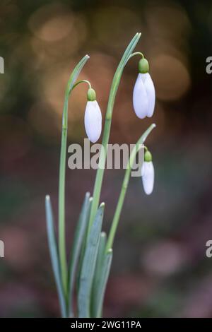 Snowdrop (Galanthus nivalis Magnet), Emsland, Niedersachsen, Deutschland Stockfoto
