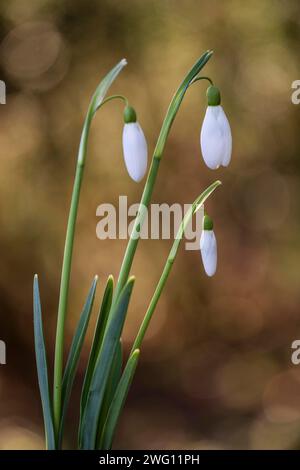 Snowdrop (Galanthus nivalis Magnet), Emsland, Niedersachsen, Deutschland Stockfoto
