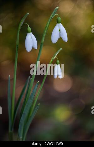 Snowdrop (Galanthus nivalis Magnet), Emsland, Niedersachsen, Deutschland Stockfoto