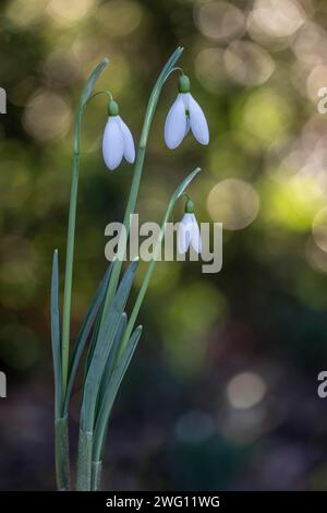 Snowdrop (Galanthus nivalis Magnet), Emsland, Niedersachsen, Deutschland Stockfoto