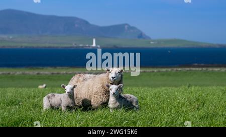 Shetland Cheviot Schafe mit Zwillingslämmern, die auf einer üppigen Weide in der Nähe des Meeres weiden, mit den Hügeln von Hoy im Hintergrund. Orkney Isles, Schottland, Großbritannien. Stockfoto